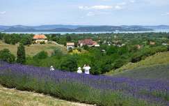 levendula vadvirág címlapfotó virágmező nyár magyarország