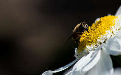 méh rovar margaréta