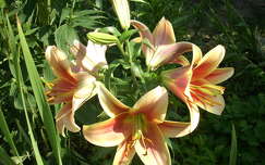 liliom