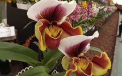 Orquídia Sapatinho
