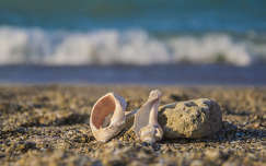 Kagyló, nyár, hangulat, tengerpart, homok, tenger