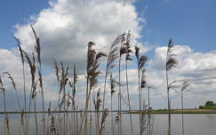 Tisza tó