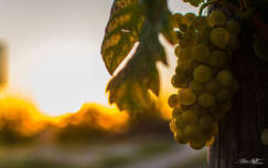 naplemente címlapfotó ősz szőlő gyümölcs