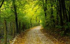 ősz kerítés út erdő