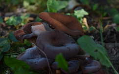 Gombák az őszi erdőben