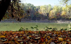 ősz, napsütés, Tisza-part, magyarország