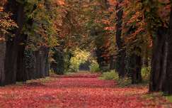 út címlapfotó ősz magyarország fasor