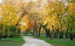 ősz, út, Balatonalmádi, magyarország
