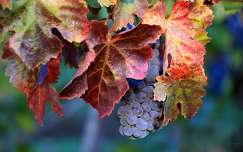 címlapfotó ősz levél szőlő gyümölcs