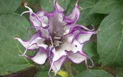 Angyaltrombita
