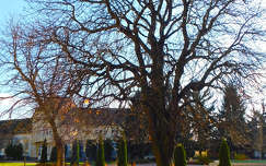 Csupaszon.