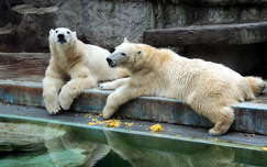 Jegesmedvék az Állatkertben