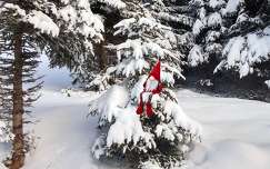 fenyő örökzöld karácsonyi dekoráció tél