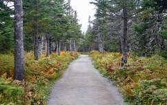 kanada prince edward island címlapfotó út ősz erdő