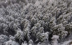 tél örökzöld fenyő erdő