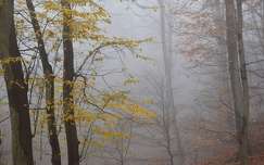 ködös erdő