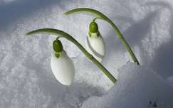 vadvirág tavaszi virág címlapfotó tél hóvirág