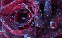Rózsa,és esőcseppek. Rose and rain drops.