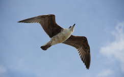 Gaivota