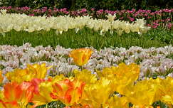 tulipánok Keukenhofban, Hollandia