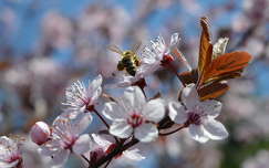 Méh, virágzás, tavasz