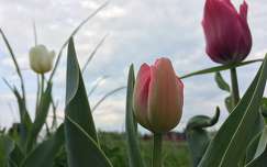 tulipán, virág, tavasz