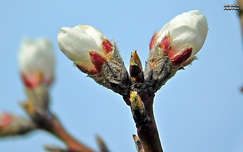 madulafa virág, tavasz, magyarország
