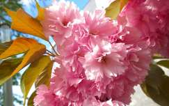 japán cseresznye címlapfotó tavasz
