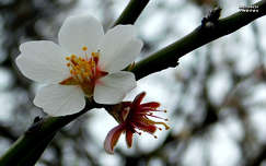 mandulafa virág, tavasz, magyarország