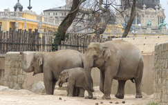 Budapesti Állatkert,Két gyerekes mamaelefánt
