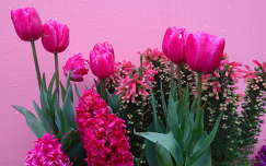 tulipán tavaszi virág címlapfotó tavasz jácint