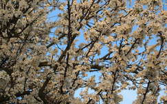 szilvafa virágzás