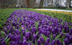 tulipán tavaszi virág keukenhof tavasz címlapfotó kertek és parkok hollandia
