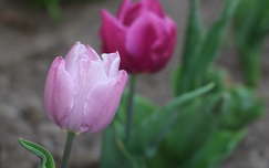 tavaszi tulipán