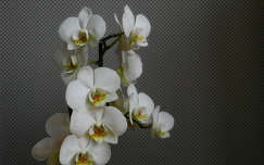 fehér orchidea, fantázia