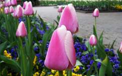 tulipán tavasz kertek és parkok