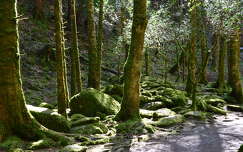 kövek és sziklák címlapfotó erdő moha