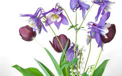 tulipán névnap és születésnap tavaszi virág gyöngyvirág harangláb virágcsokor
