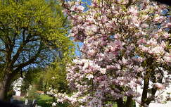 tavasz magnólia virágzó fa