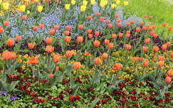 Gödöllői tulipánok