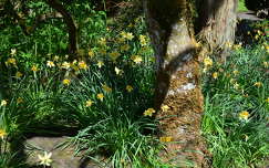 The Irish National Stud's Japanese Gardens