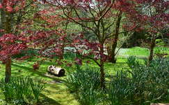 The Irish National Stud's Japanese Gardens