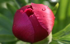 bimbó pünkösdi rózsa tavaszi virág címlapfotó vízcsepp