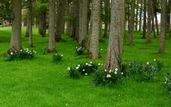 tavaszi virág nárcisz címlapfotó tavasz kertek és parkok írország