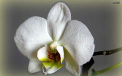fehér orchidea, magyarország