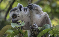 Lemur, Veszprémi Állatkert