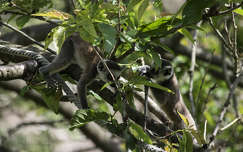 Lemur babák, veszprémzoo
