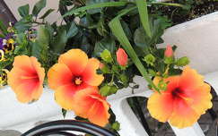 Hibiszkusz