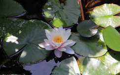Flor de agua
