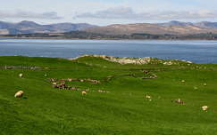 háziállat juh írország